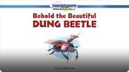 Behold the Beautiful Dung Beetle