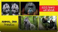 Animal DNA - Primates