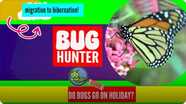 Do Bugs Go On Holiday?