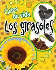 Ciclos de vida Los girasoles