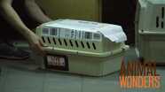 Bettong Rehome