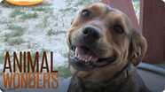 Pet Sitting Tips