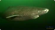 Greenland Sharks