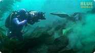 Torpedo ray attacks diver's camera
