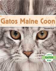 Gatos Maine Coon