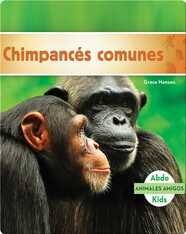Chimpancés comunes