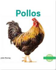 Pollos
