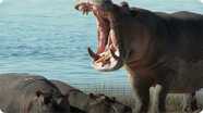 Did You Know: Hippopotamus