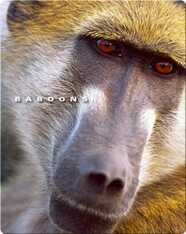 Baboons