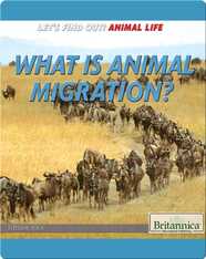 What Is Animal Migration?