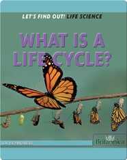 What Is a Life Cycle?