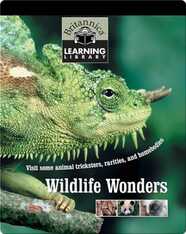 Wildlife Wonders
