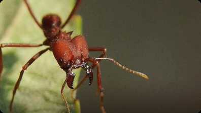 Bug Superpowers! book