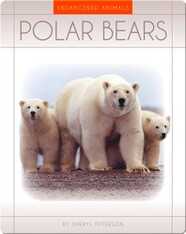 Polar Bears