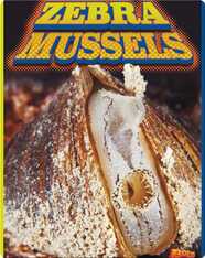 Zebra Mussels