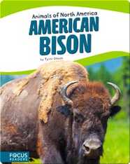American Bison