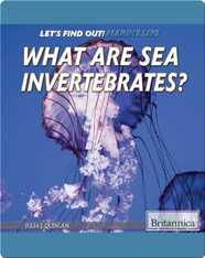 What Are Sea Invertebrates?