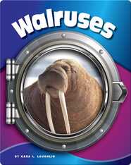 Walruses