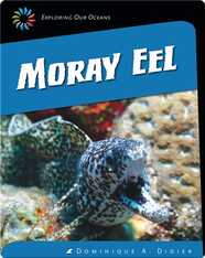 Moray Eel