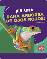 ¡Es una rana arbórea de ojos rojos! (It's a Red-Eyed Tree Frog!)