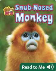 Snub-Nosed Monkey