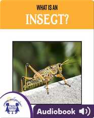 What is An Insect?
