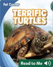 Terrific Turtles