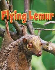 Flying Lemur