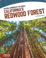 California's Redwood Forest