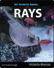 My Favorite Animal: Rays