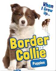 Border Collie Puppies