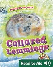 Collared Lemmings