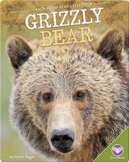 Grizzly Bear