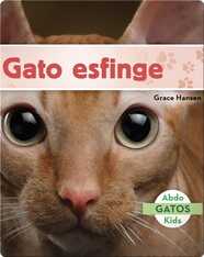 Gato esfinge
