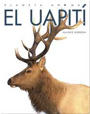 Planeta Animal: El Uapití