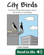 City Birds