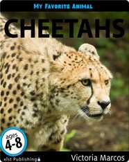 My Favorite Animal: Cheetahs