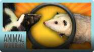 Opossum and Skunk Get a Wheel!