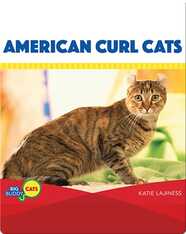 American Curl Cats