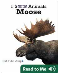I See Animals: Moose