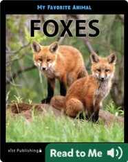 My Favorite Animal: Foxes