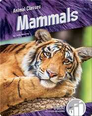 Animal Classes: Mammals