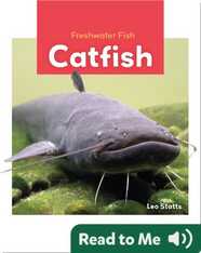 Freshwater Fish: Catfish