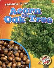 Beginning to End: Acorn to Oak Tree
