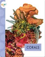Ocean Animals: Corals