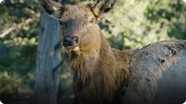 On the Hunt for the Elusive Rocky Mountain Elk
