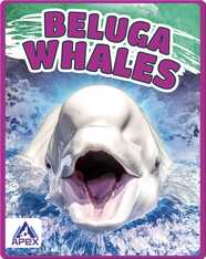 Giants of the Sea: Beluga Whales