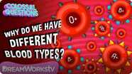 Colossal Questions: Why Do We Have Different Blood Types? 