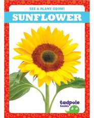 See a Plant Grow!: Sunflower