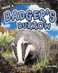 Underground Animal Life: Inside a Badger’s Burrow